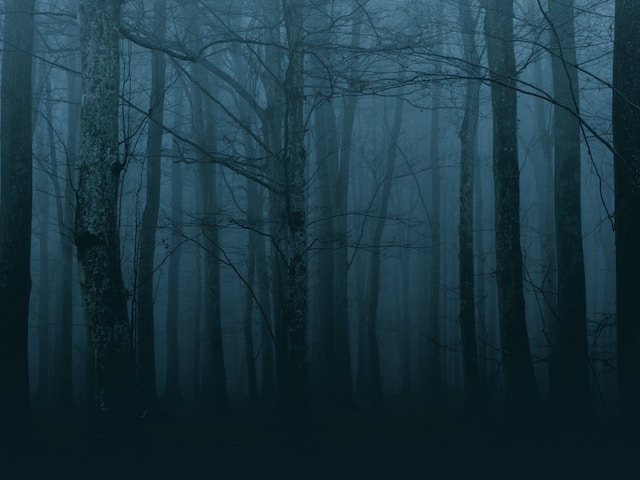 Ilustracni foto: temný les