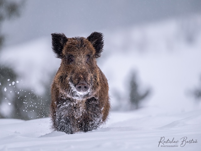 Ilustracni foto: divočák v zimní krajině