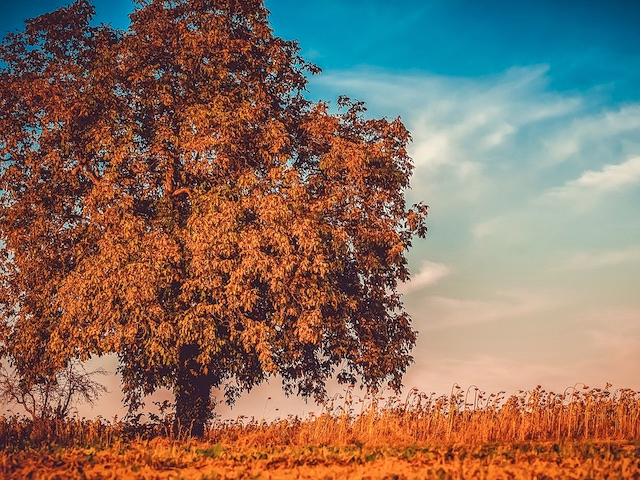 Ilustrační foto: podzimní strom